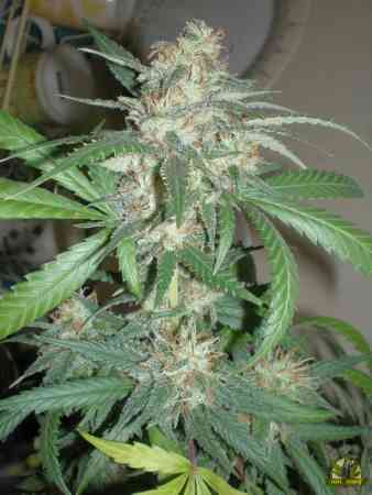 Amazing Haze Seed > Homegrown Fantaseeds | Feminized Marijuana   |  Sativa